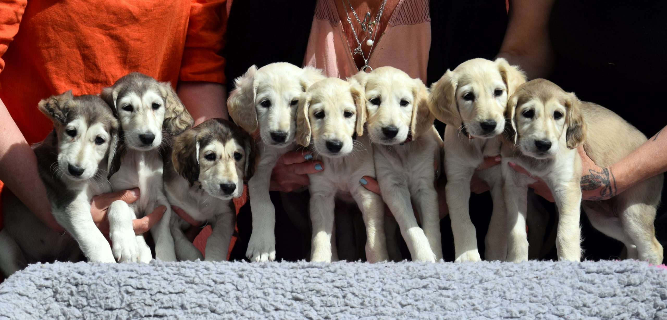 Welcome to our homepages